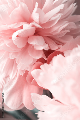 Fototapeta Naklejka Na Ścianę i Meble -  Peonies peony pink beautiful petals flowers coral