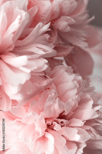 Peonies peony pink beautiful petals flowers coral © Zaliya