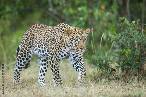 Adult male leopard walking in green bush in Masai Mara in Kenya