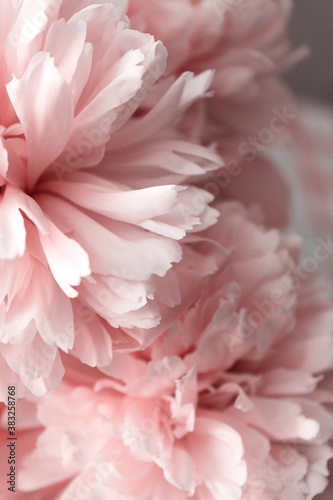 Fototapeta Naklejka Na Ścianę i Meble -  Peonies peony pink beautiful petals flowers coral