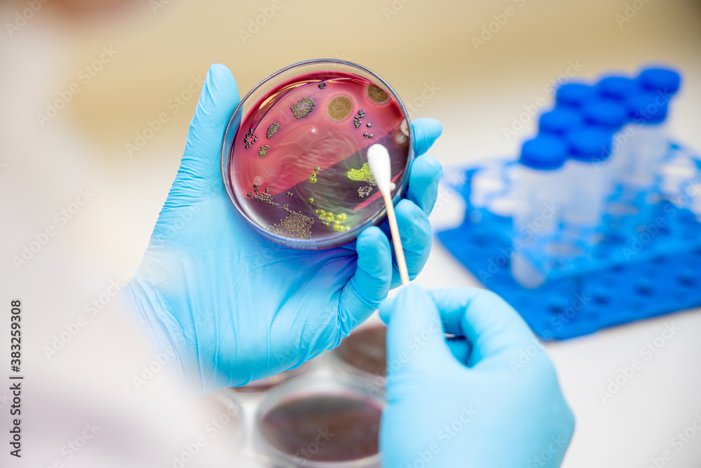 Laboratory doctor holding sterile swab to petri dish and Staphylococcus