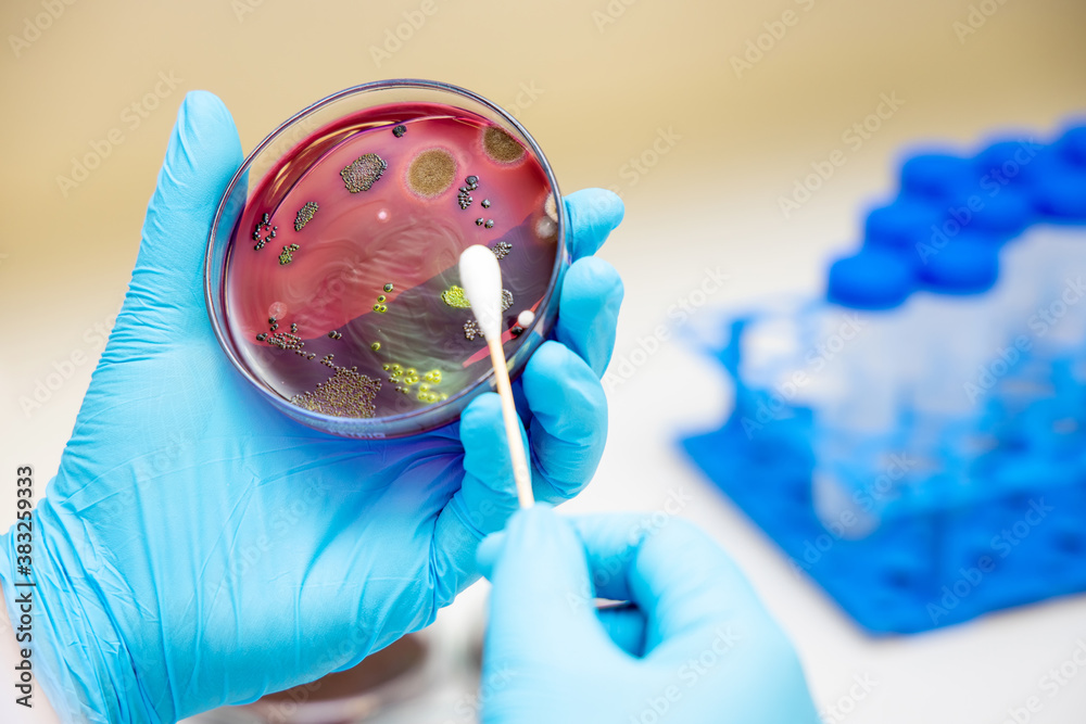 Laboratory doctor holding sterile swab to petri dish and Staphylococcus