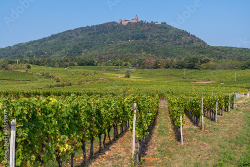 Vineyards in front of the Château du Haut-Kœnigsbourg in France photo