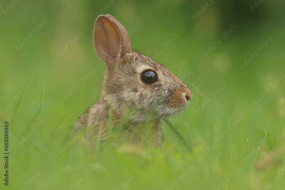 cottontail puppy cottontail puppy