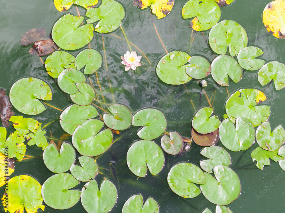 Flower and leaves of water lilies on the pond. Green water of the reservoir. Flower and leaves of water lilies on the pond. Green water of the reservoir.