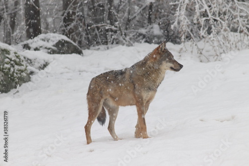 lone wolf under the snow