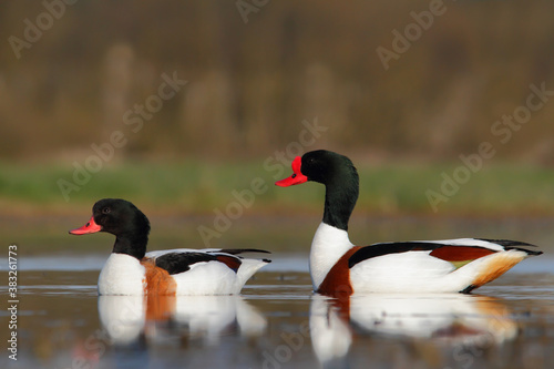 Common shelduck. Bird in breeding plumage. Tadorna tadorna
