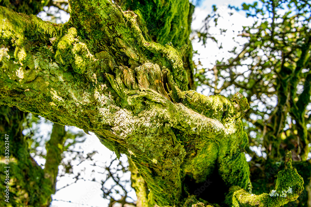 Fototapeta premium Old tree covered in moss on Exmoor