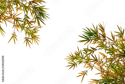 Branches of dry bamboo tree isolated on white background