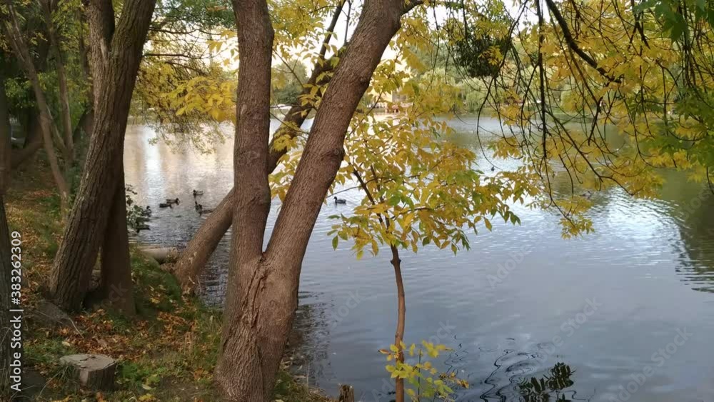 Trees in the water Lake in the park in autumn. A quiet surface of water, yellow leaves. Fall time, the charm of the eyes/ Trees in the water Lake in the park in autumn. A quiet surface of water, yellow leaves. Fall time, the charm of the eyes/