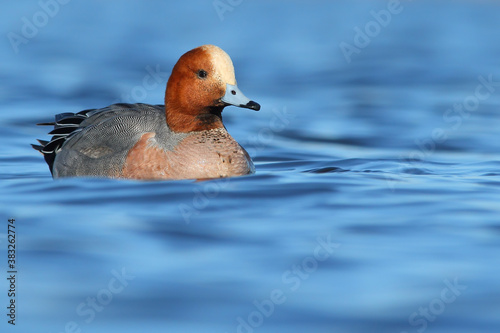 Eurasian widgeon. Bird in breeding plumage. Mareca penelope photo