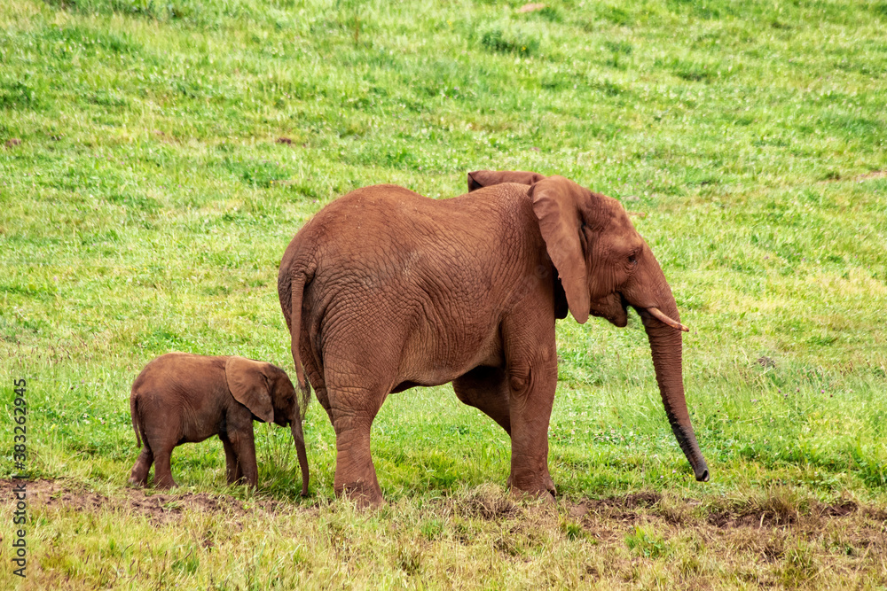 african elephants in the savannah