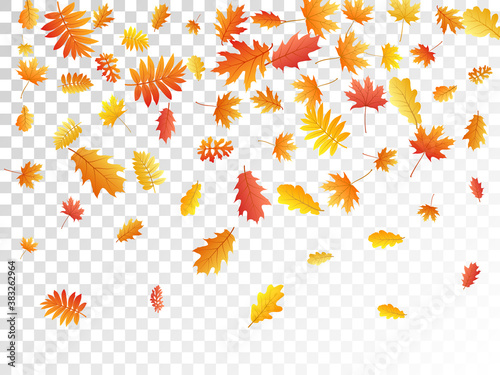 Oak, maple, wild ash rowan leaves vector, autumn foliage on transparent background.