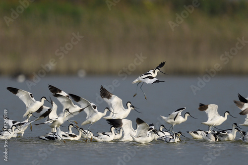 Birds in water