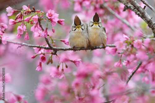 Two birds in pink cherry blossom tree photo