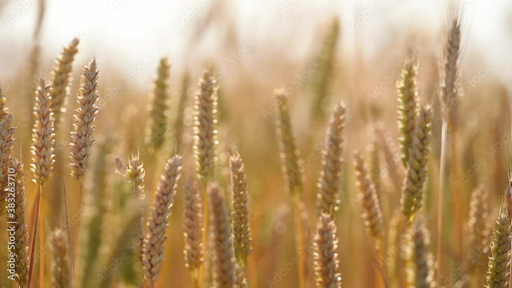 Closeup of ripe wheat ears swaying in the wind, blur background Closeup of ripe wheat ears swaying in the wind, blur background