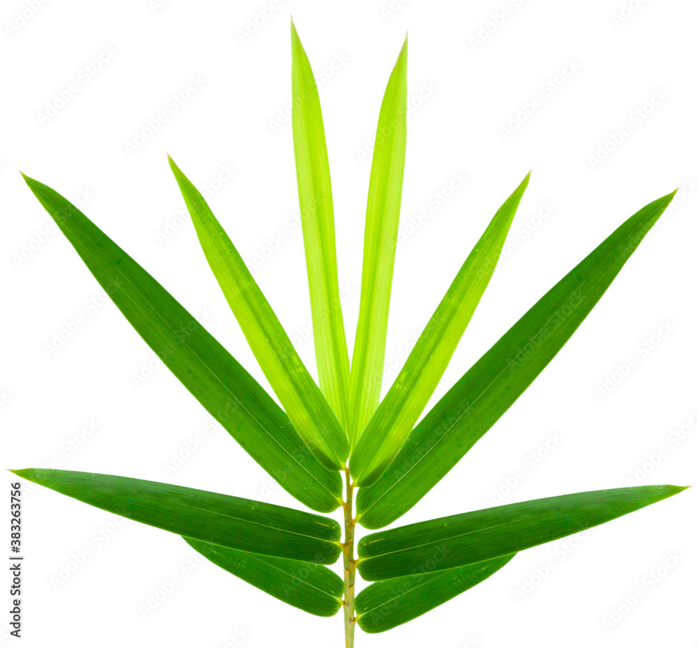 Feuilles de bambou Feuilles de bambou