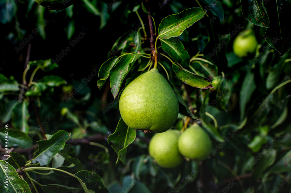 Green pear grows on a tree. Bacterial blight of leaves of pear