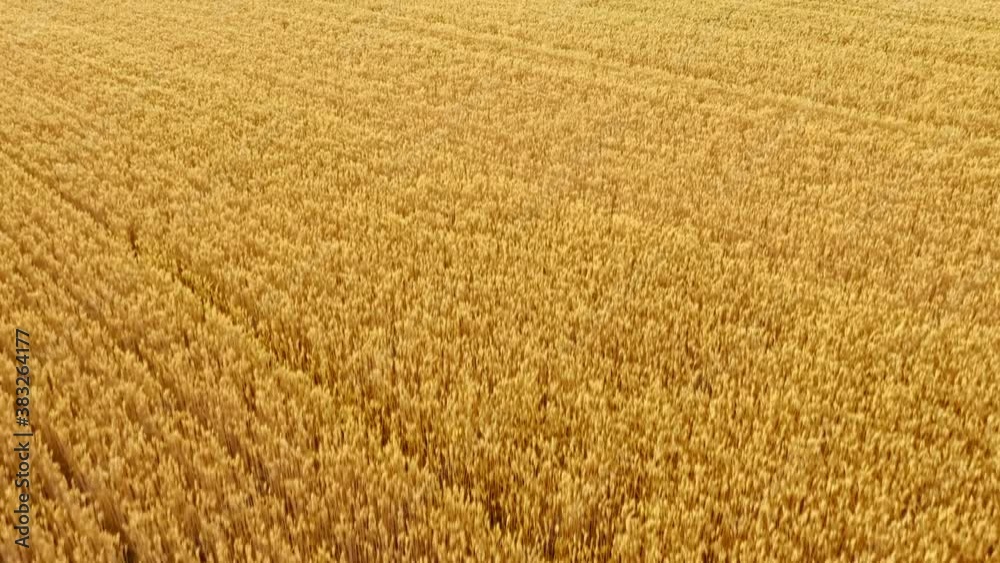 Drone flying over golden ripe wheat field, zoom Drone flying over golden ripe wheat field, zoom
