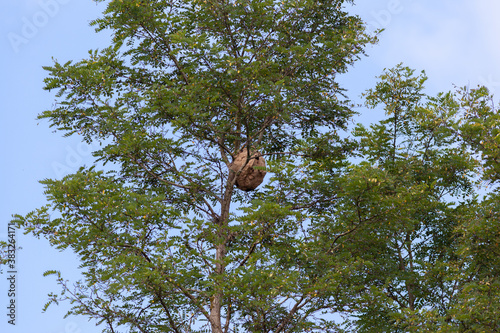 Large nest of wasps (Vespa Velutina) hangs overhead on a tree branch. photo