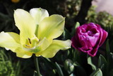 春　黄色のチューリップと紫のチューリップ