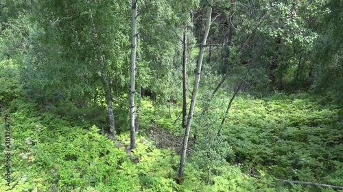 Video of a flight through a mixed aspen forest with pine and birch trees on mount Tserkovka in Belokurikha. photo