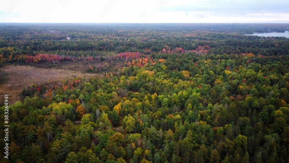A colourful forest in October in Canada A colourful forest in October in Canada