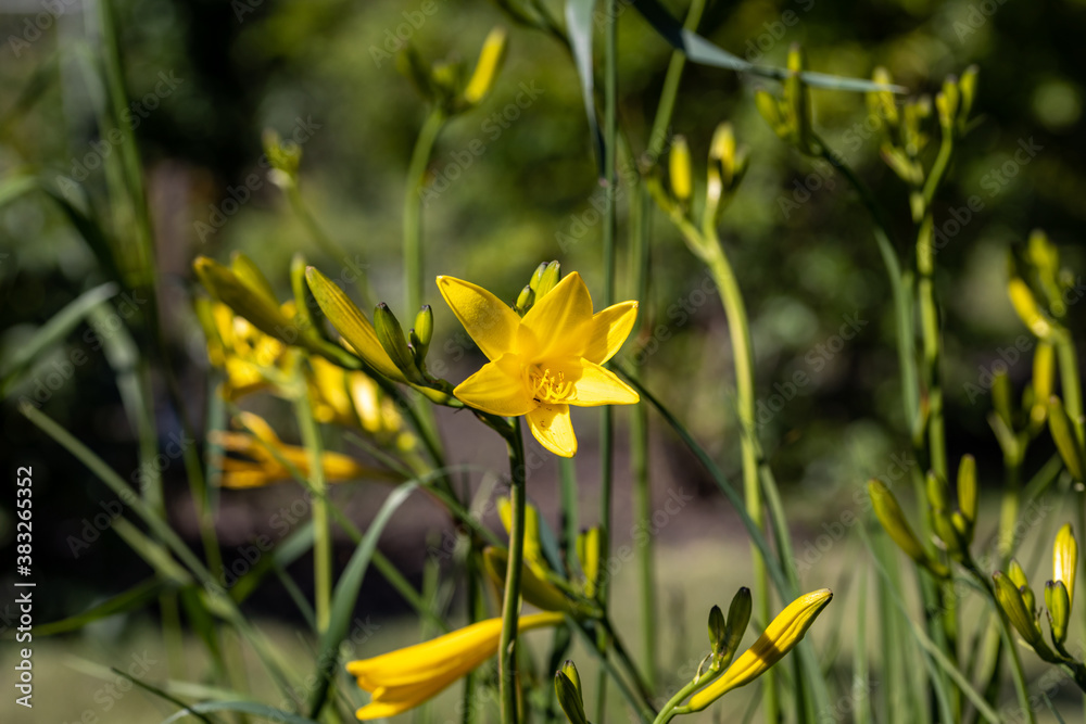 Obraz premium Yellow lily flower. Sunny day, flower on a natural background.