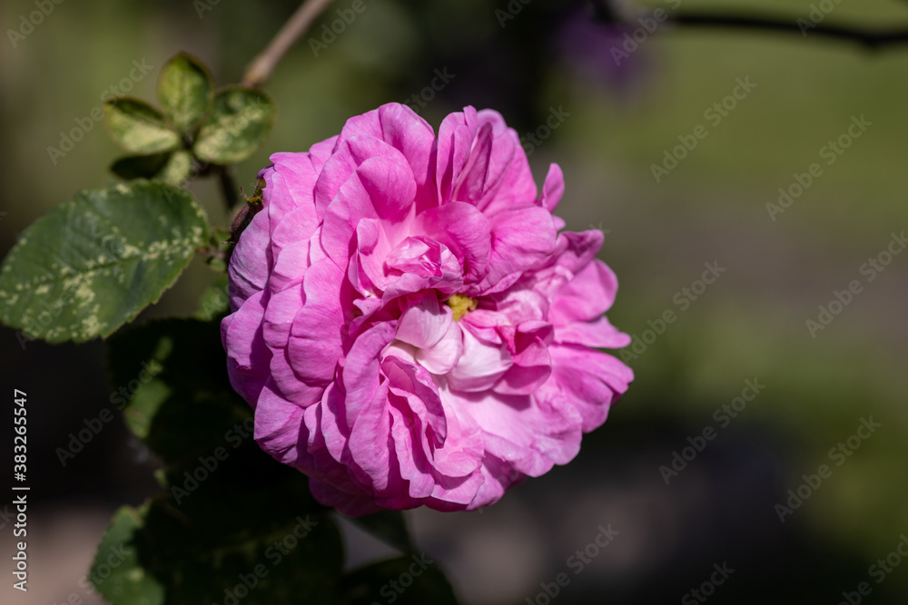 Pink rose flower. Detailed macro view. Flower on a natural background, soft light. Pink rose flower. Detailed macro view. Flower on a natural background, soft light.