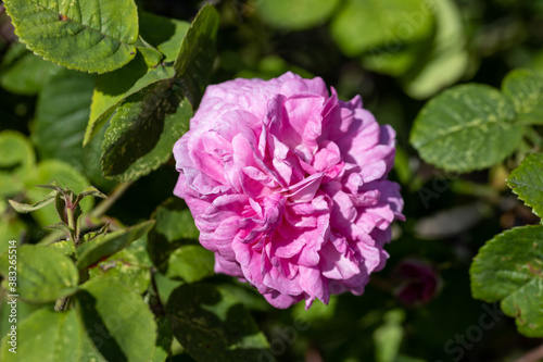 Pink rose flower. Detailed macro view. Flower on a natural background  soft light.