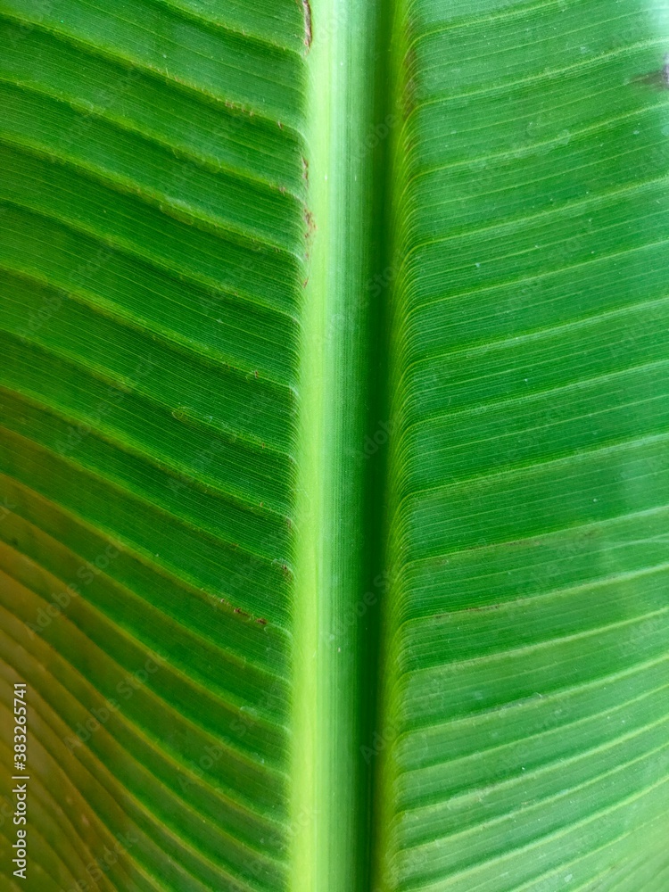 Parallel Venation: Close up of green banana (edible fruit) leaf texture  фотография Stock | Adobe Stock