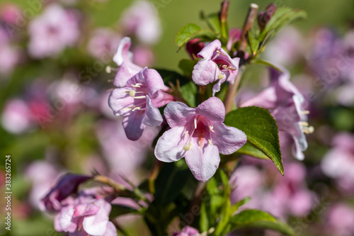 Winter daphne flowers. Detailed macro view. Flower on a natural background  sunlight.