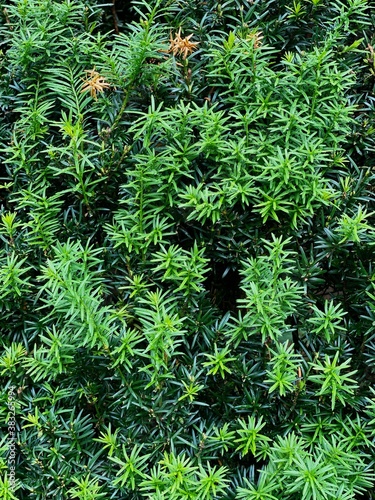 Conifer, coniferae branche in close-up. photo