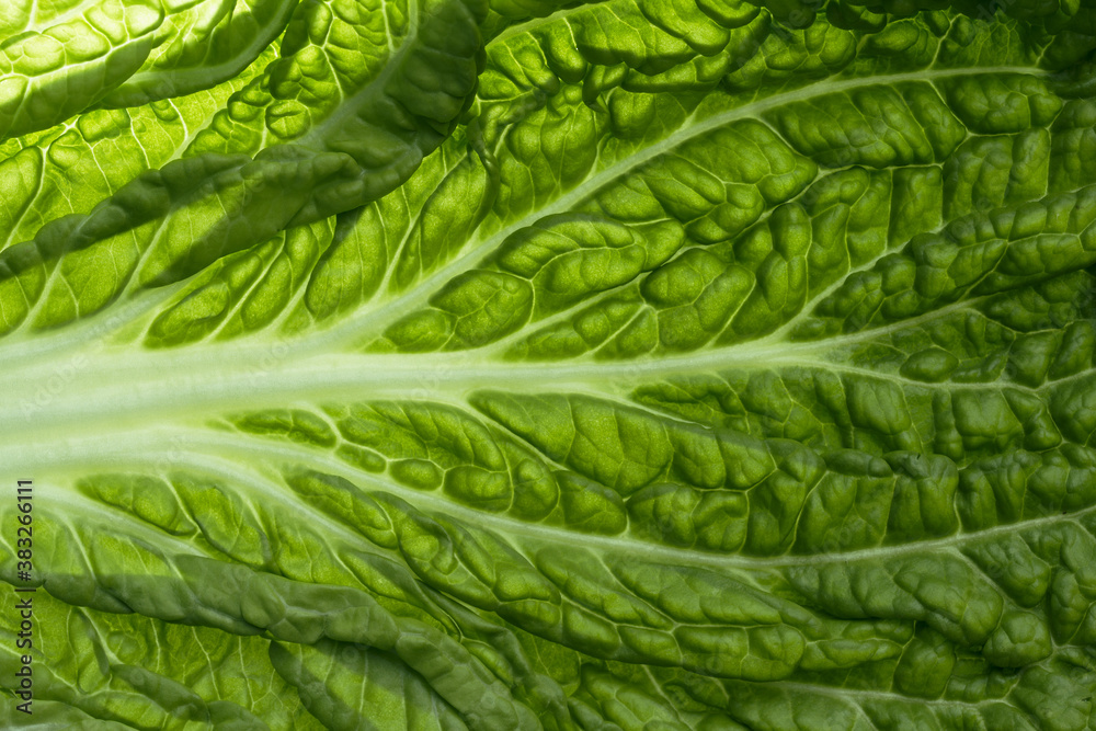 fresh chinese cabbage or napa cabbage texture, macro shot. vegeterian food concept