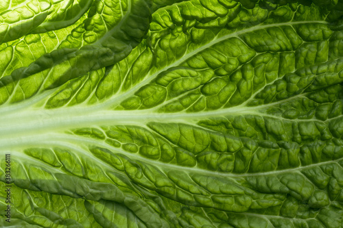 Obraz na płótnie fresh chinese cabbage or napa cabbage texture, macro shot. vegeterian food concept w salonie