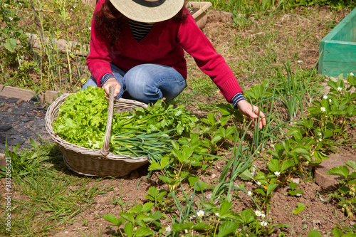 Au potager - femme récoltant des oignons blanc entre des rangs de fraisiers photo