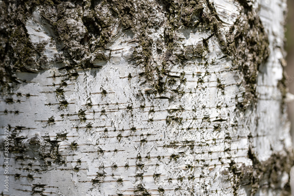 Birch bark. Natural macro view. Birch bark. Natural macro view.