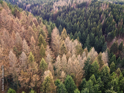 Aerial drone view of forest dieback in northern central Germany. Dying spruce trees in the Harz mountains  Lower Saxony. Drought and bark beetle infestation  global warming and climate change.