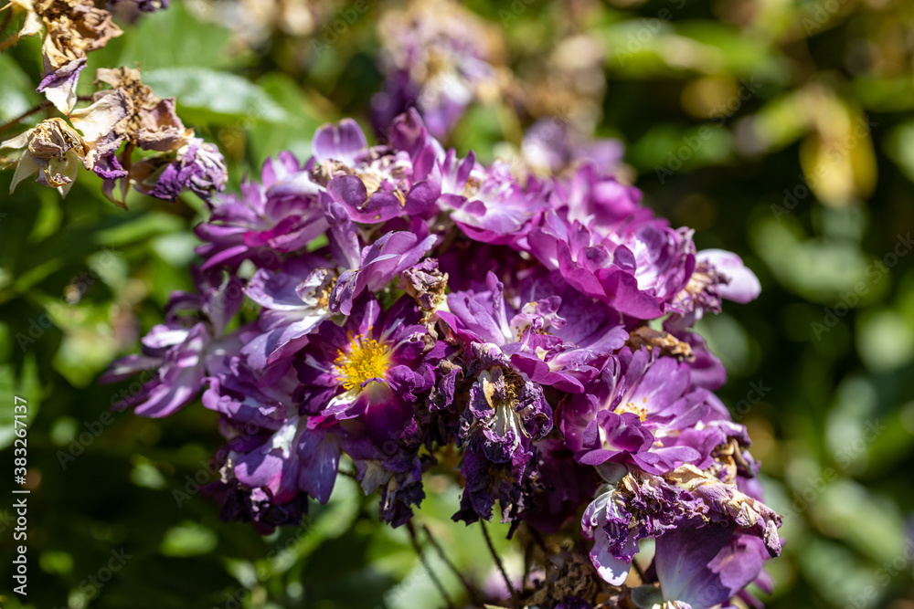 Rhododendron flower. Detailed macro view. Flower on a natural background.