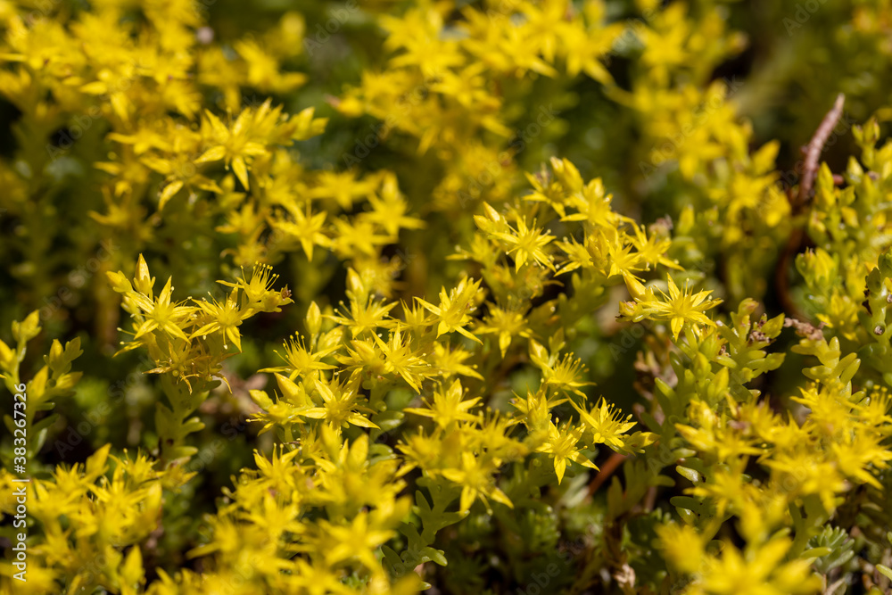 Yellow flowers. Detailed macro view. Flower on a natural background. Yellow flowers. Detailed macro view. Flower on a natural background.