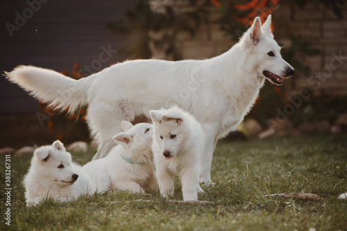 white Swiss shepherd family, mom and puppies in the garden  