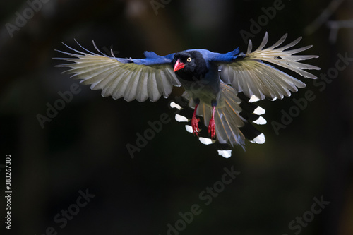 Taiwan Blue Magpie photo