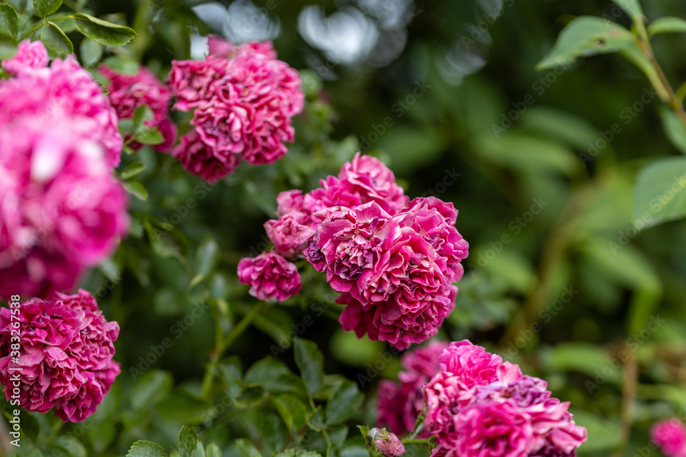 Red rose flowers. Detailed macro view. Flowers on a natural background. Red rose flowers. Detailed macro view. Flowers on a natural background.
