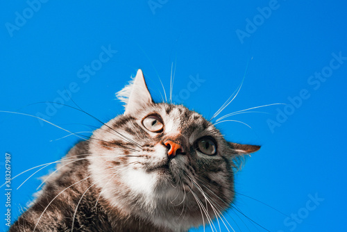 Copy space gray cat on a blue background in sunlight. cat in the sky. a pet. beautiful kitten
