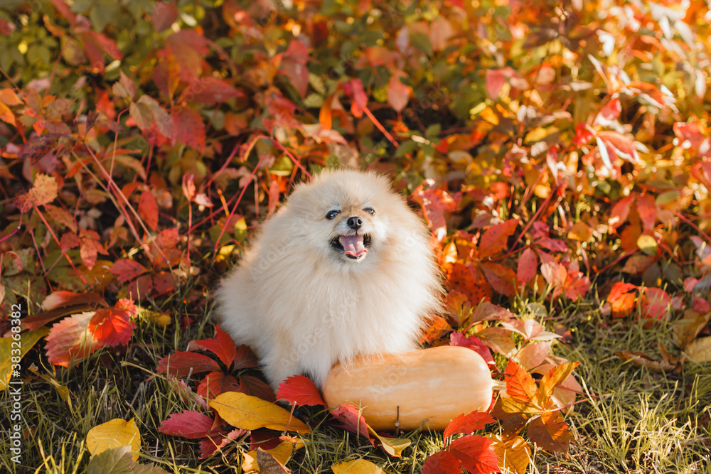 Adorable Pomeranian dog sitting next to a pumpkin on a background of yellow and red autumn leaves outdoors. Place for your text. Selective focus.