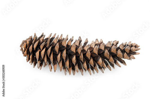 Sequoia giant pine cone isolated on white