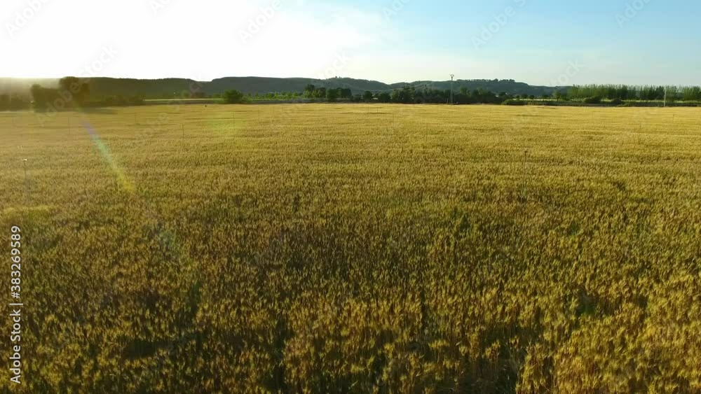 Drone aerial photography of ripe wheat field in countryside, sunny weather Drone aerial photography of ripe wheat field in countryside, sunny weather