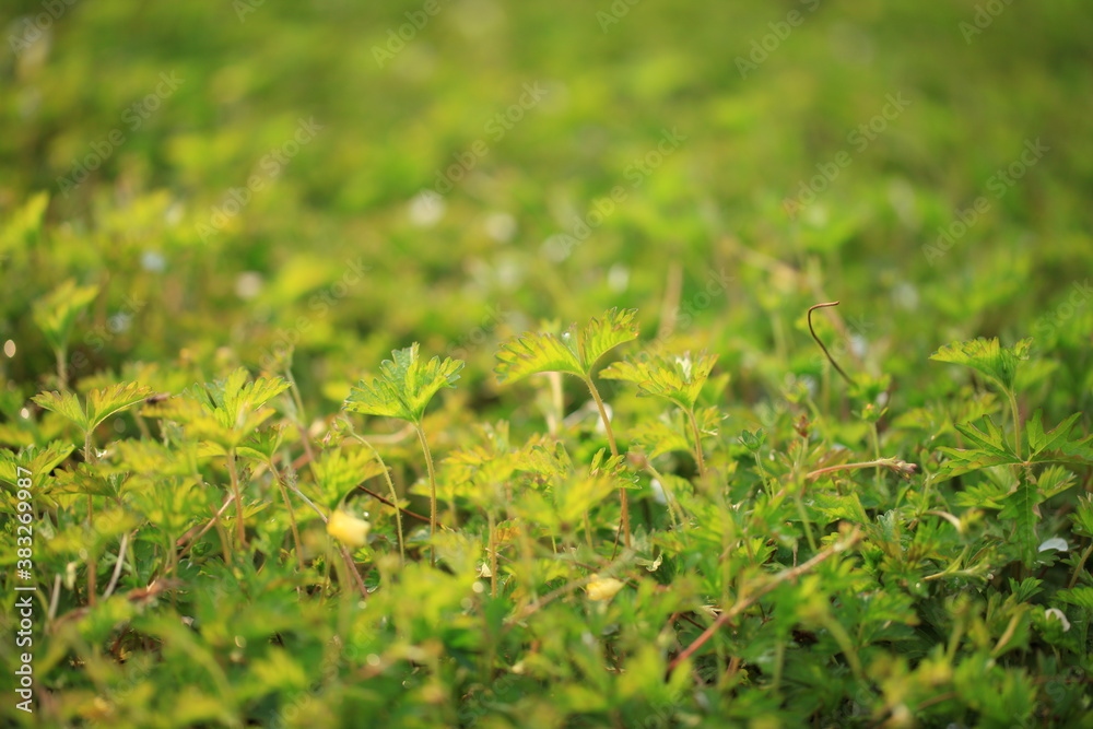 Grass background, green background Grass background, green background