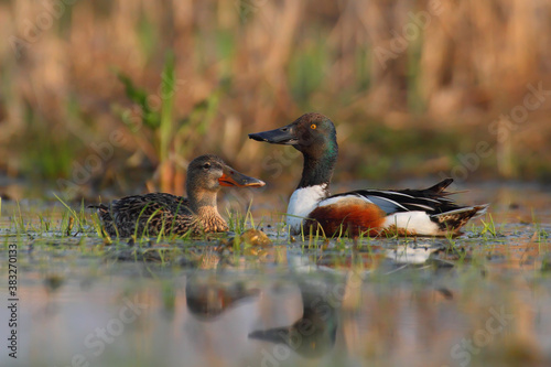 Northern shoveler couple of birds in breeding plumage, male displaying near female Spatula clypeata photo