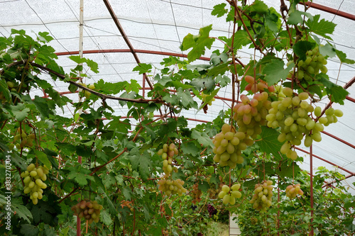 Pink grapes hanging from a vine in a greenhouse in a local vineyard